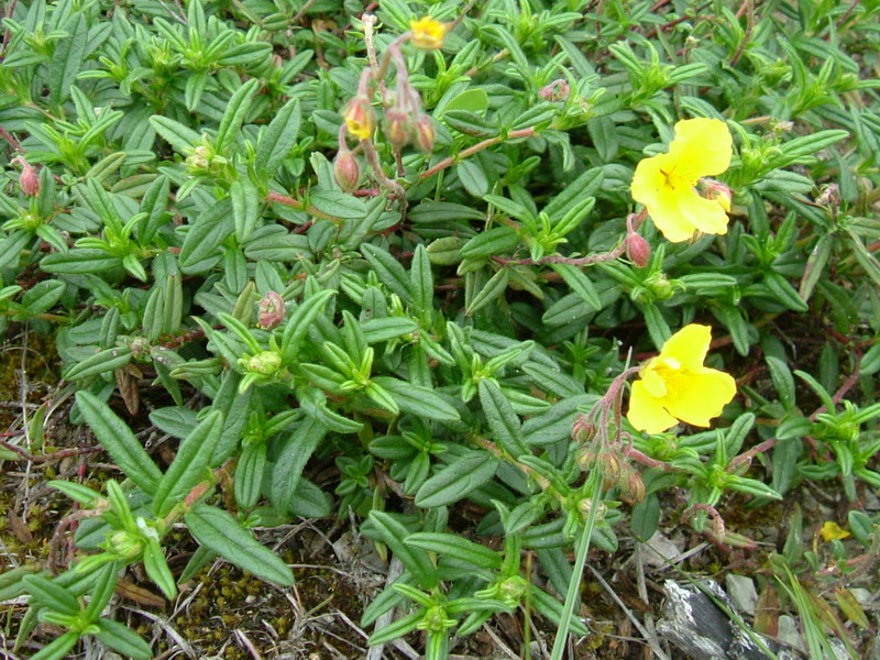 Helianthemum nummularium s.l.